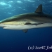 shark_silky_far_jar_h_0173_cub1452.jpg
